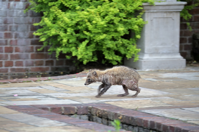 えっ！？タヌキなんんですか！？ | サンワテック