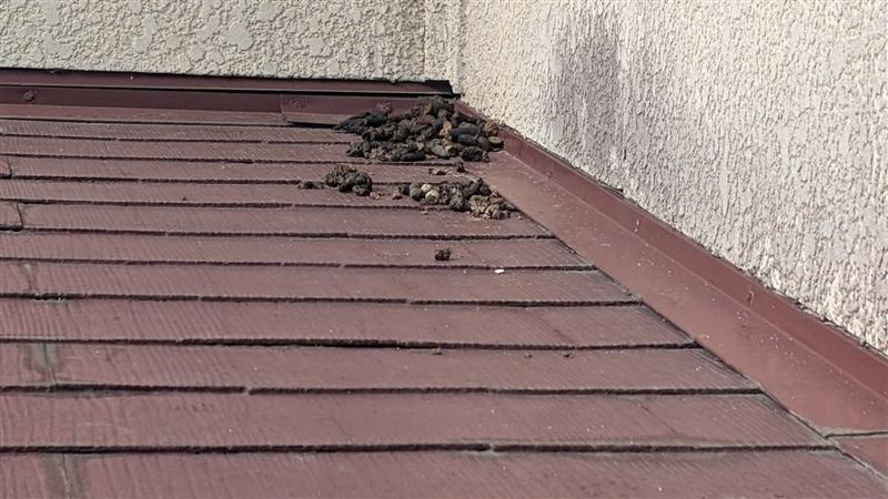 屋根の上、外壁との際に残された糞。屋根を通り道にしている証拠で、この近くに侵入口があることがほとんどです。