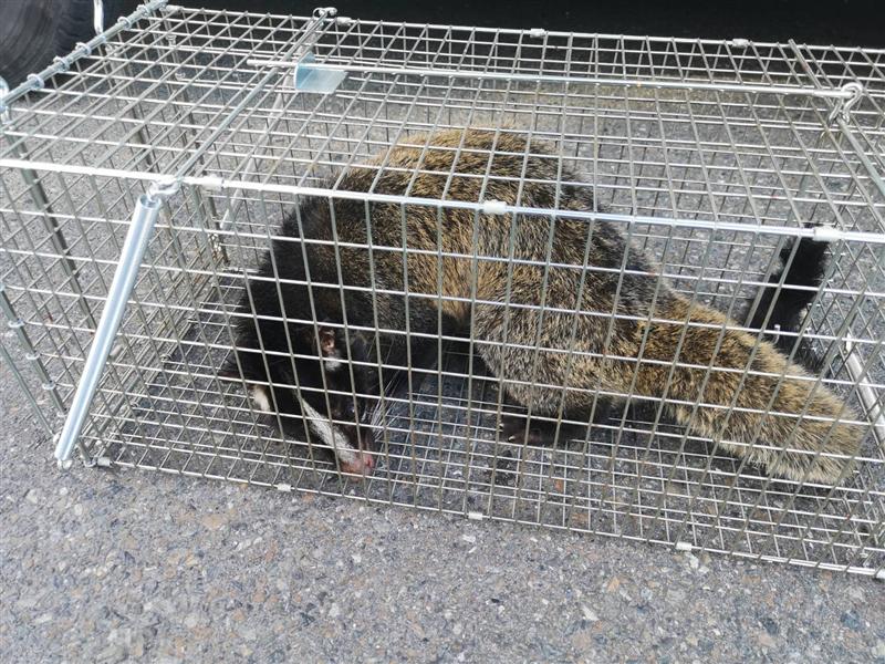 捕獲したハクビシン。鼻筋に通った白い線が目印です。捕獲は名古屋市の許可を取ったうえで、わな猟免許を持つスタッフが行います。