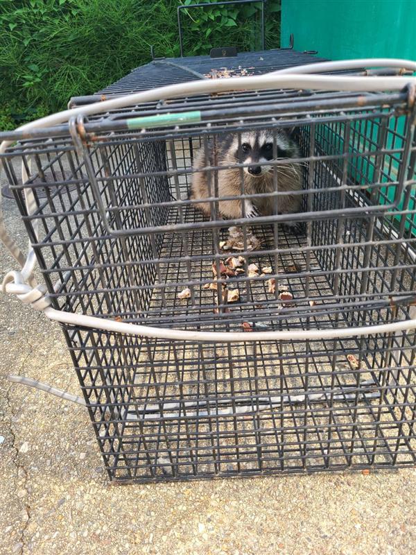 捕獲したアライグマ。特定外来生物で、この力の強さが厄介です。金網を張っただけの穴は、こじ開けて戻ってきます。